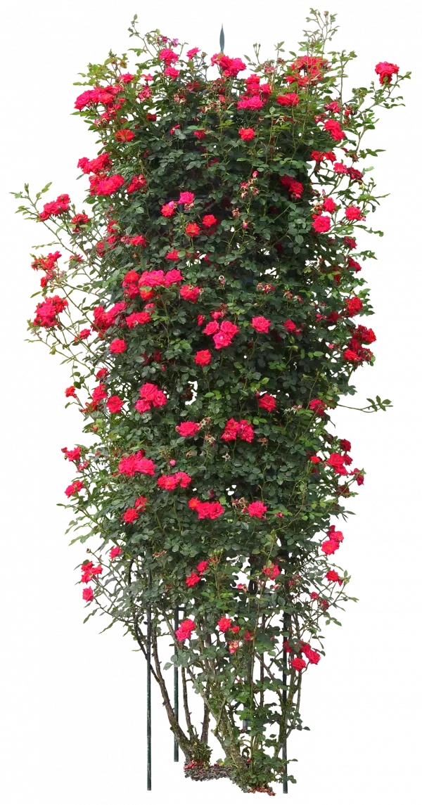 red petaled flowers quercus suber tree plant rose
