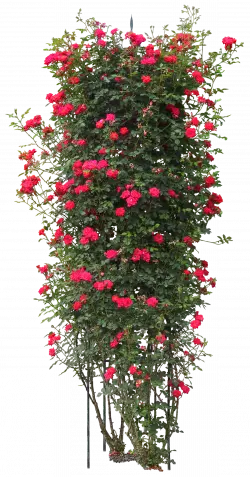 red petaled flowers quercus suber tree plant rose