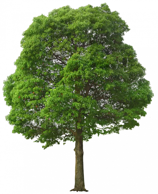 rounded green tree transparent image