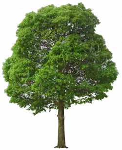rounded green tree transparent image