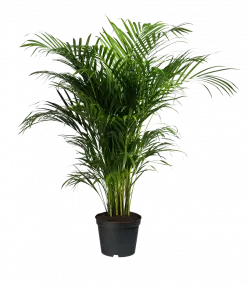 rowea forsteriana palm house plant