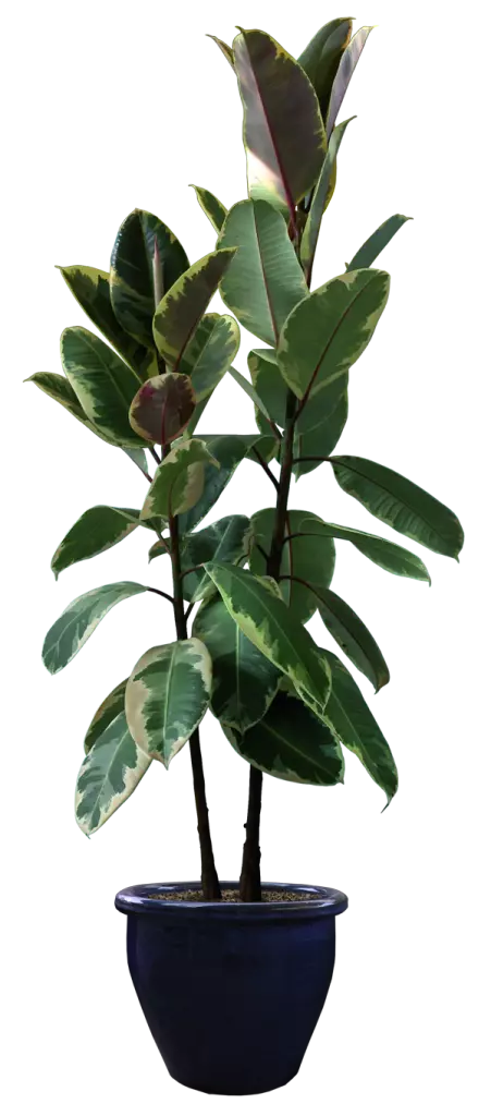 rubber fig houseplant in black flower pot