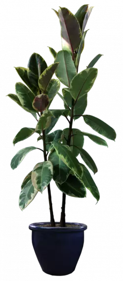 rubber fig houseplant in black flower pot