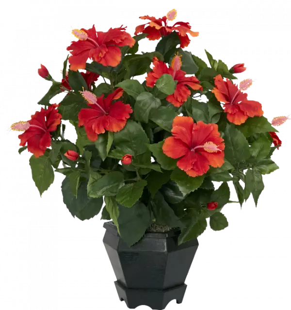 show black plant with red flowers