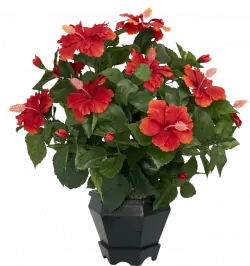 show black plant with red flowers