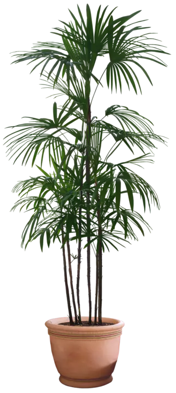 table couch sofa plant