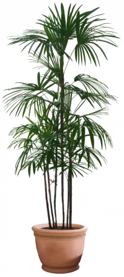 table couch sofa plant