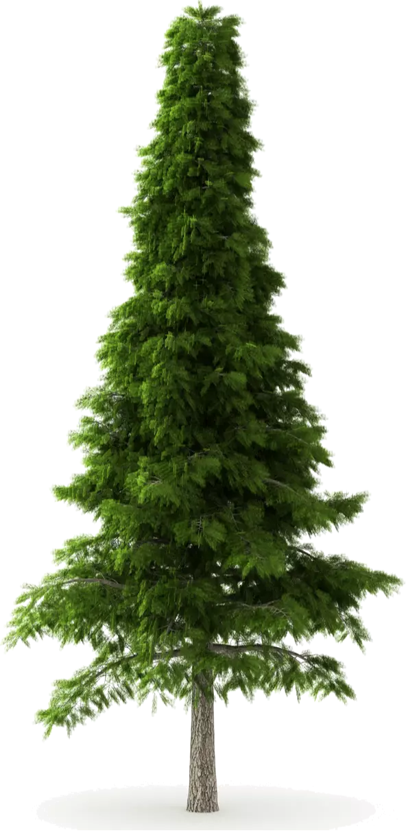 tall green pine tree deodar cedar spruce tree