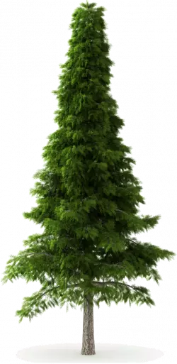 tall green pine tree deodar cedar spruce tree