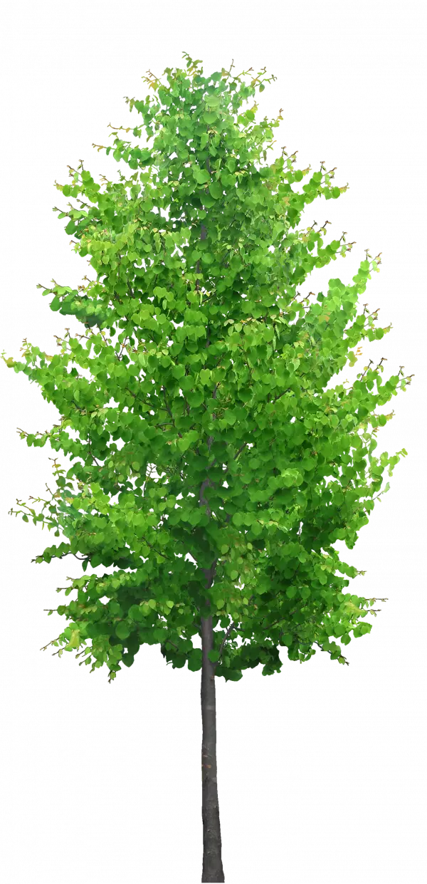 tall green tree with rounded leaves