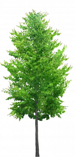 tall green tree with rounded leaves