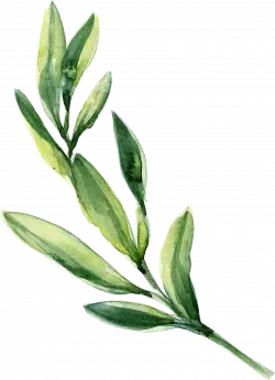 watercolor painting green leaves illustration