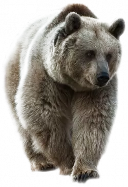 wild animal bear looking to sideways