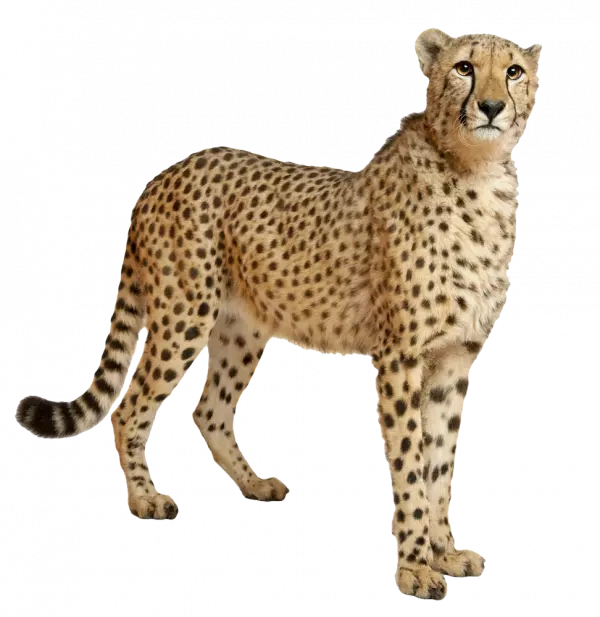 wild animal cheetah doubtfully looking around
