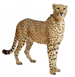 wild animal cheetah doubtfully looking around