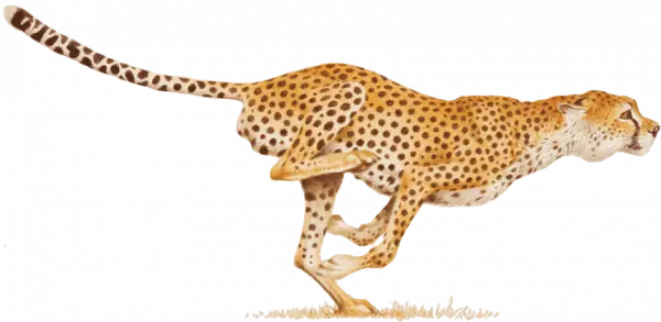 wild animal cheetah running at high speed