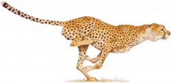 wild animal cheetah running at high speed