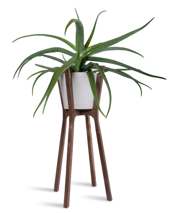woody pot indoor plant free png