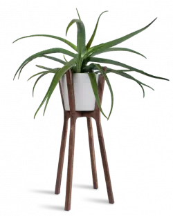 woody pot indoor plant free png