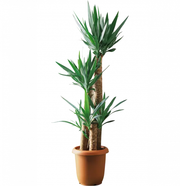 yucca filamentosa bamboo tree plant
