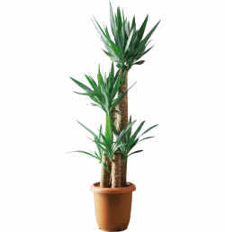 yucca filamentosa bamboo tree plant