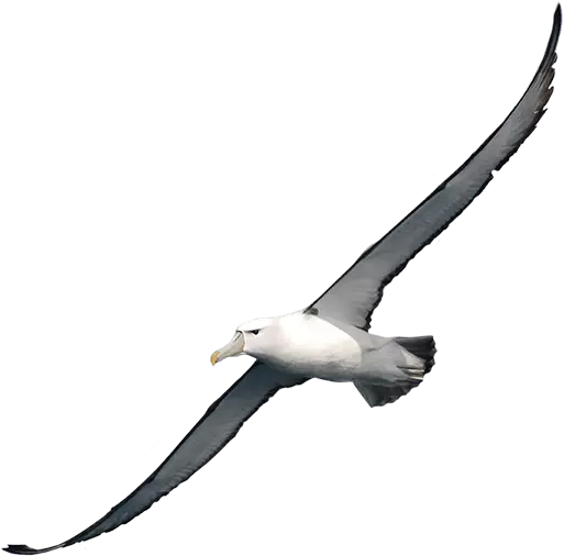 albatross fly high in diagonally