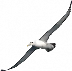 albatross fly high in diagonally