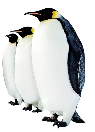 3 penguins standing straight