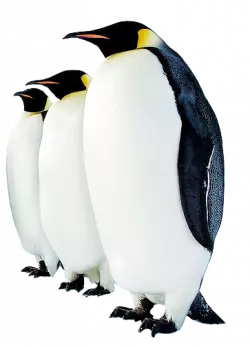 3 penguins standing straight