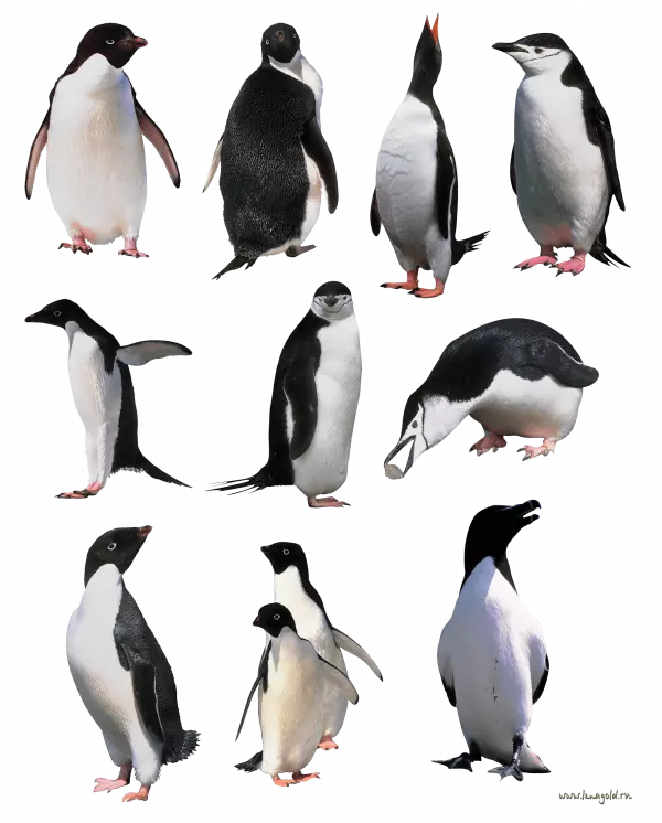 9 different penguin images