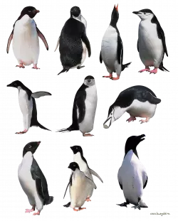 9 different penguin images