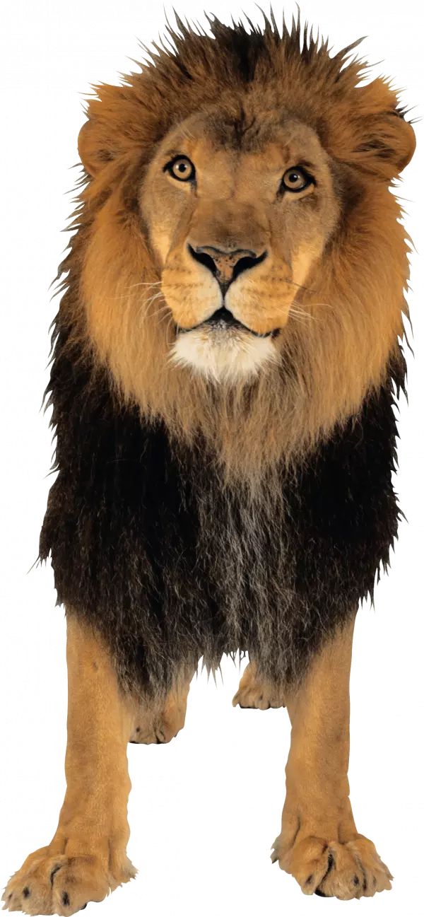 aged lion wired look