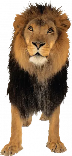 aged lion wired look