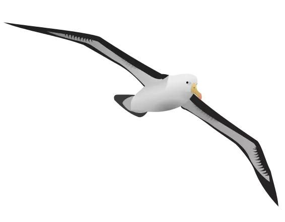 albatross fly high clipart