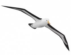 albatross fly high clipart