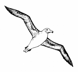 albatross fly sketched clipart