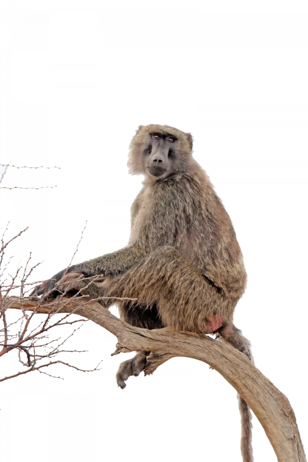 baboon transparent png