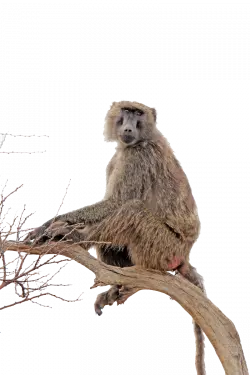 baboon transparent png