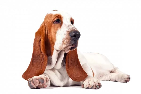 basset hound sitting on floor