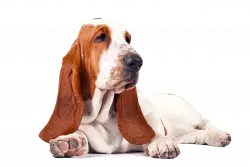 basset hound sitting on floor