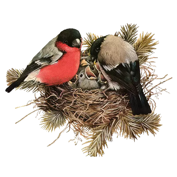 beautiful birds in nest