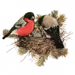 beautiful birds in nest