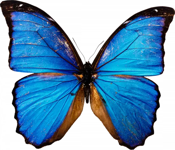 beautiful blue butterfly with dark edges