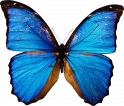 beautiful blue butterfly with dark edges