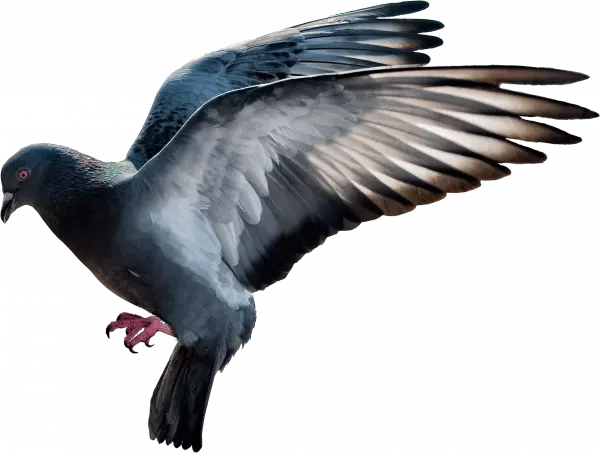 beautiful pegion wings widely open