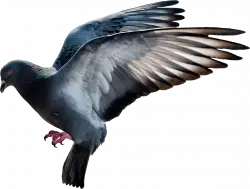 beautiful pegion wings widely open