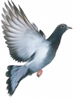 beautiful pegion with wings artwork