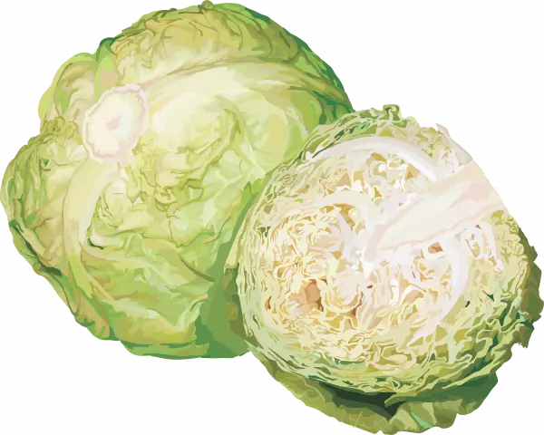 big cabbage sliced vector png