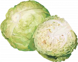 big cabbage sliced vector png
