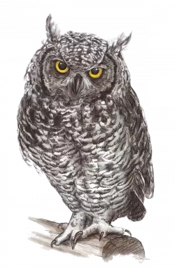 black and white feather owl with yellow eyes